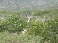 Unsere erste Giraffe &ndash; &copy; Madlen Lippe (Eberhardt TRAVEL)