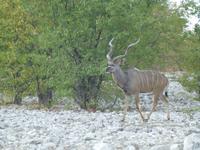 Kudu Männchen &ndash; &copy; Madlen Lippe (Eberhardt TRAVEL)