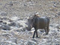 Warzenschwein Moritz &ndash; &copy; Madlen Lippe (Eberhardt TRAVEL)