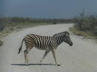 Zebrastreifen &ndash; &copy; Madlen Lippe (Eberhardt TRAVEL)