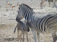 Zebra-Juntier (ca.1-2 Tage alt) &ndash; &copy; Madlen Lippe (Eberhardt TRAVEL)