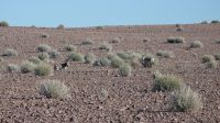 Bergzebras am Canyon Village (1)