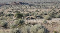 Bergzebras am Canyon Village (3) &ndash; &copy; Annika Lembke (Eberhardt TRAVEL)
