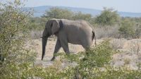 Erste Pirschfahrt im Etosha Nationalpark (11) &ndash; &copy; Annika Lembke (Eberhardt TRAVEL)