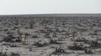 Erste Pirschfahrt im Etosha Nationalpark (16) &ndash; &copy; Annika Lembke (Eberhardt TRAVEL)