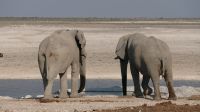 Erste Pirschfahrt im Etosha Nationalpark (19) &ndash; &copy; Annika Lembke (Eberhardt TRAVEL)