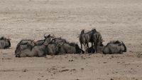 Erste Pirschfahrt im Etosha Nationalpark (20) &ndash; &copy; Annika Lembke (Eberhardt TRAVEL)