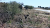 Fahrt in die Kalahari (5)