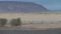 Fahrt in Richtung Fish River Canyon (6) &ndash; &copy; Annika Lembke (Eberhardt TRAVEL)
