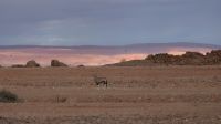 Fahrt nach Swakopmund (4) &ndash; &copy; Annika Lembke (Eberhardt TRAVEL)
