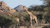 Giraffen im Erongo Gebirge (3) &ndash; &copy; Annika Lembke (Eberhardt TRAVEL)