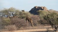 Giraffen im Erongo Gebirge (4) &ndash; &copy; Annika Lembke (Eberhardt TRAVEL)