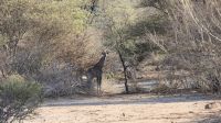 Giraffen im Erongo Gebirge (6) &ndash; &copy; Annika Lembke (Eberhardt TRAVEL)