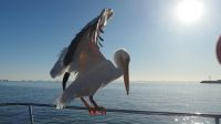 Katamaranfahrt in der Walvis Bay (2) &ndash; &copy; Annika Lembke (Eberhardt TRAVEL)