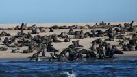 Katamaranfahrt in der Walvis Bay (4) &ndash; &copy; Annika Lembke (Eberhardt TRAVEL)