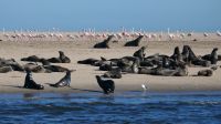 Katamaranfahrt in der Walvis Bay (6) &ndash; &copy; Annika Lembke (Eberhardt TRAVEL)