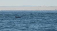 Katamaranfahrt in der Walvis Bay (9) &ndash; &copy; Annika Lembke (Eberhardt TRAVEL)