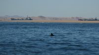 Katamaranfahrt in der Walvis Bay (10) &ndash; &copy; Annika Lembke (Eberhardt TRAVEL)
