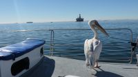 Katamaranfahrt in der Walvis Bay (11) &ndash; &copy; Annika Lembke (Eberhardt TRAVEL)