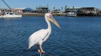 Katamaranfahrt in der Walvis Bay (16) &ndash; &copy; Annika Lembke (Eberhardt TRAVEL)