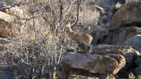 Klippspringer im Erongo Gebirge &ndash; &copy; Annika Lembke (Eberhardt TRAVEL)