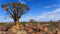 Köcherbaumwald (Quiver Tree Forest) (1) &ndash; &copy; Annika Lembke (Eberhardt TRAVEL)