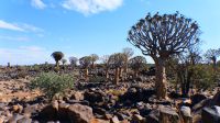 Köcherbaumwald (Quiver Tree Forest) (3) &ndash; &copy; Annika Lembke (Eberhardt TRAVEL)