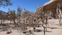 Lebendiges Museum der San (1) &ndash; &copy; Annika Lembke (Eberhardt TRAVEL)