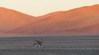 Namib Naukluft Nationalpark (7) &ndash; &copy; Annika Lembke (Eberhardt TRAVEL)