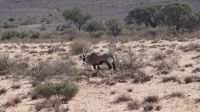 Oryx-Antilope am Canyon Village &ndash; &copy; Annika Lembke (Eberhardt TRAVEL)