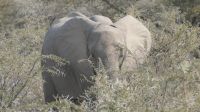 Zweite Pirschfahrt im Etosha Nationalpark (15) &ndash; &copy; Annika Lembke (Eberhardt TRAVEL)