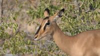 Zweite Pirschfahrt im Etosha Nationalpark (21) &ndash; &copy; Annika Lembke (Eberhardt TRAVEL)