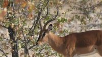 Zweite Pirschfahrt im Etosha Nationalpark (22) &ndash; &copy; Annika Lembke (Eberhardt TRAVEL)