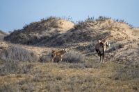 Oryx mit Jungtier &ndash; &copy; Martin Gruhle (Eberhardt TRAVEL)