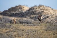Oryx mit Jungtier &ndash; &copy; Martin Gruhle (Eberhardt TRAVEL)