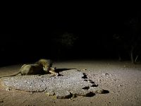 Löwe beim fressen &ndash; &copy; Martin Gruhle (Eberhardt TRAVEL)