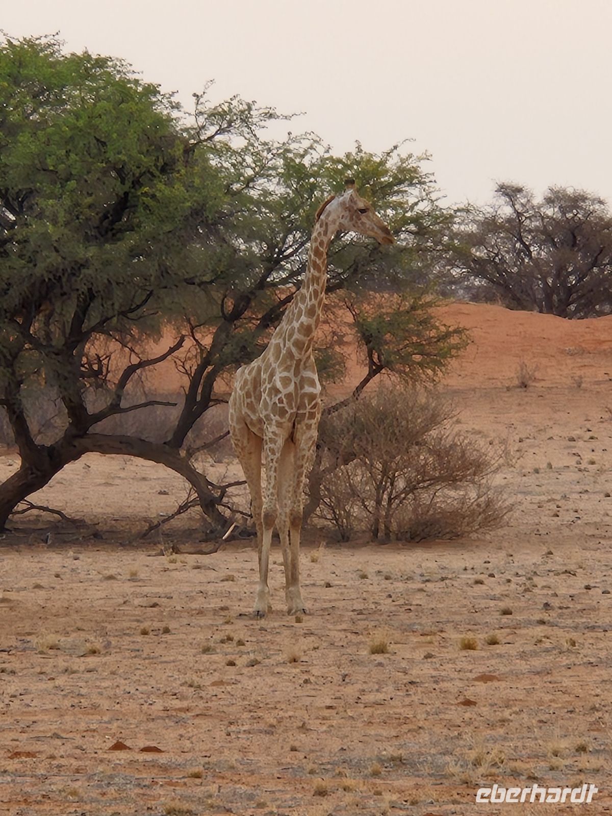 Tag 3 - Stimmung in der Kalahari III &ndash; &copy; Jana Wessendorf (Eberhardt TRAVEL)