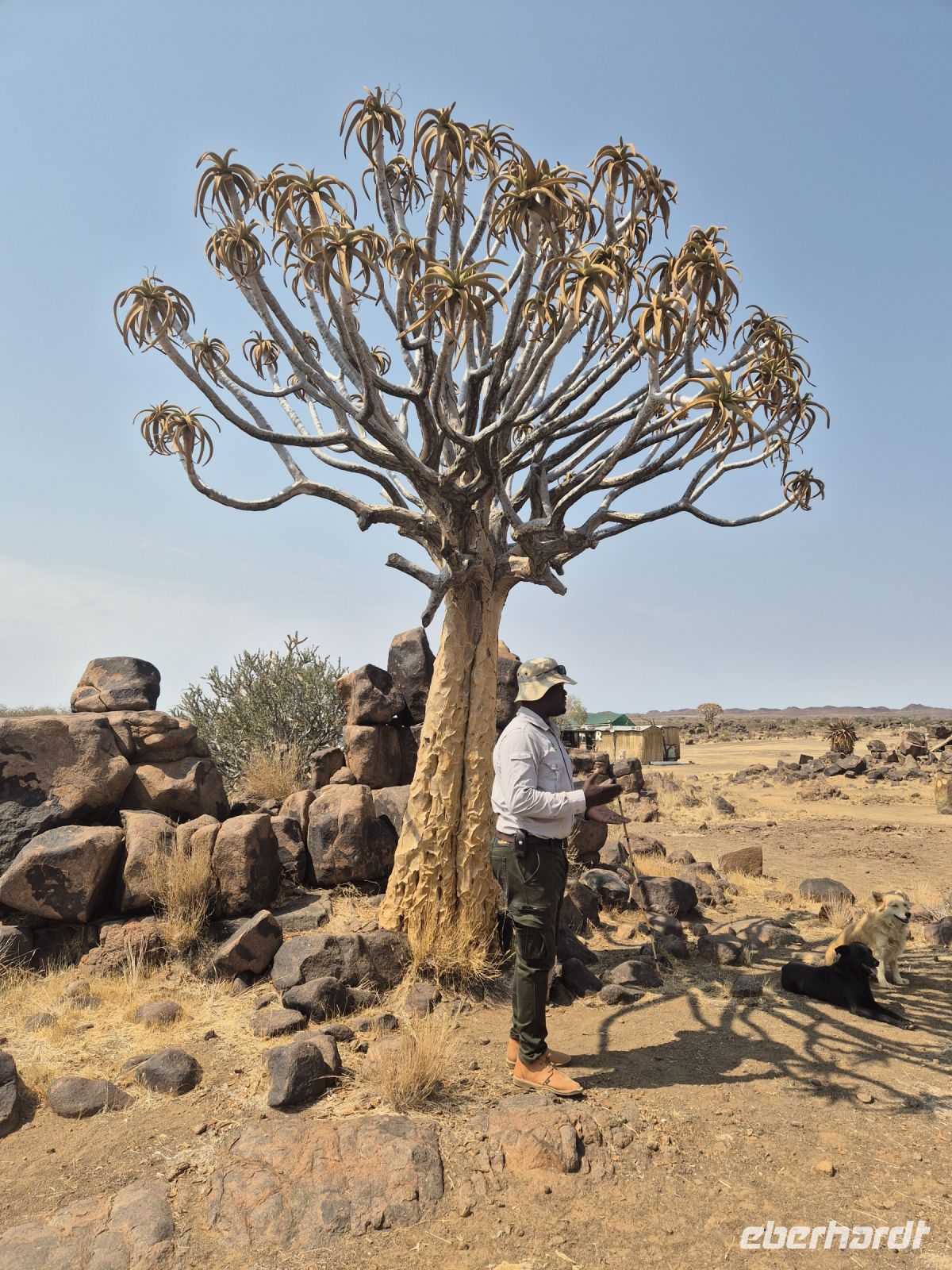 Tag 4 - Harold erklärt den Nationalbaum Namibias &ndash; &copy; Jana Wessendorf (Eberhardt TRAVEL)