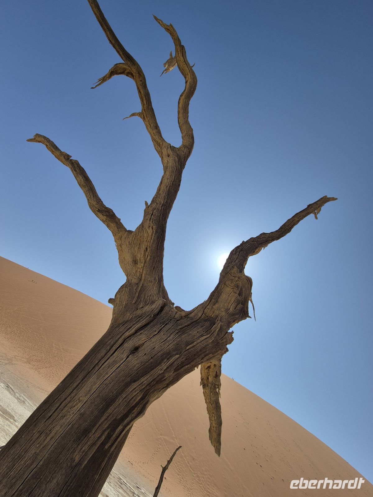 Tag 8 - Sossusveli - Dead Vlei II &ndash; &copy; Jana Wessendorf (Eberhardt TRAVEL)