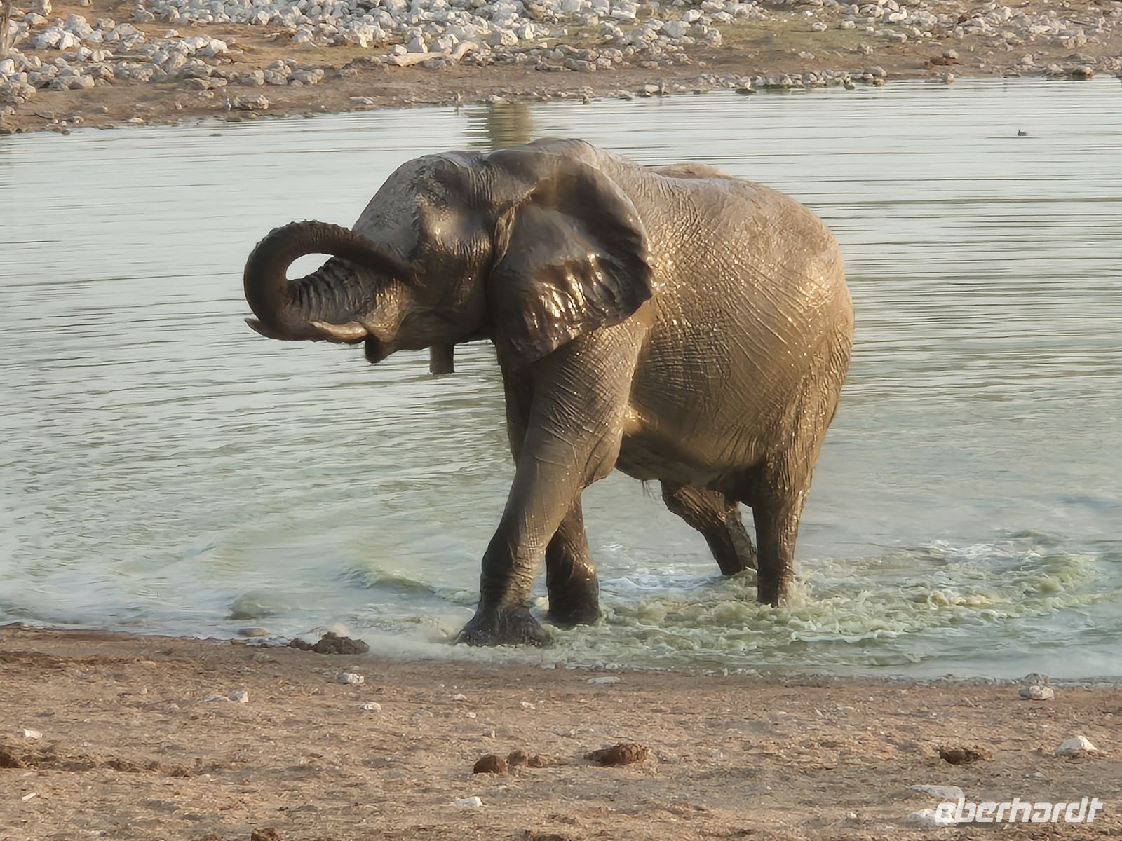 Tag 12 - Etosha NP V &ndash; &copy; Jana Wessendorf (Eberhardt TRAVEL)