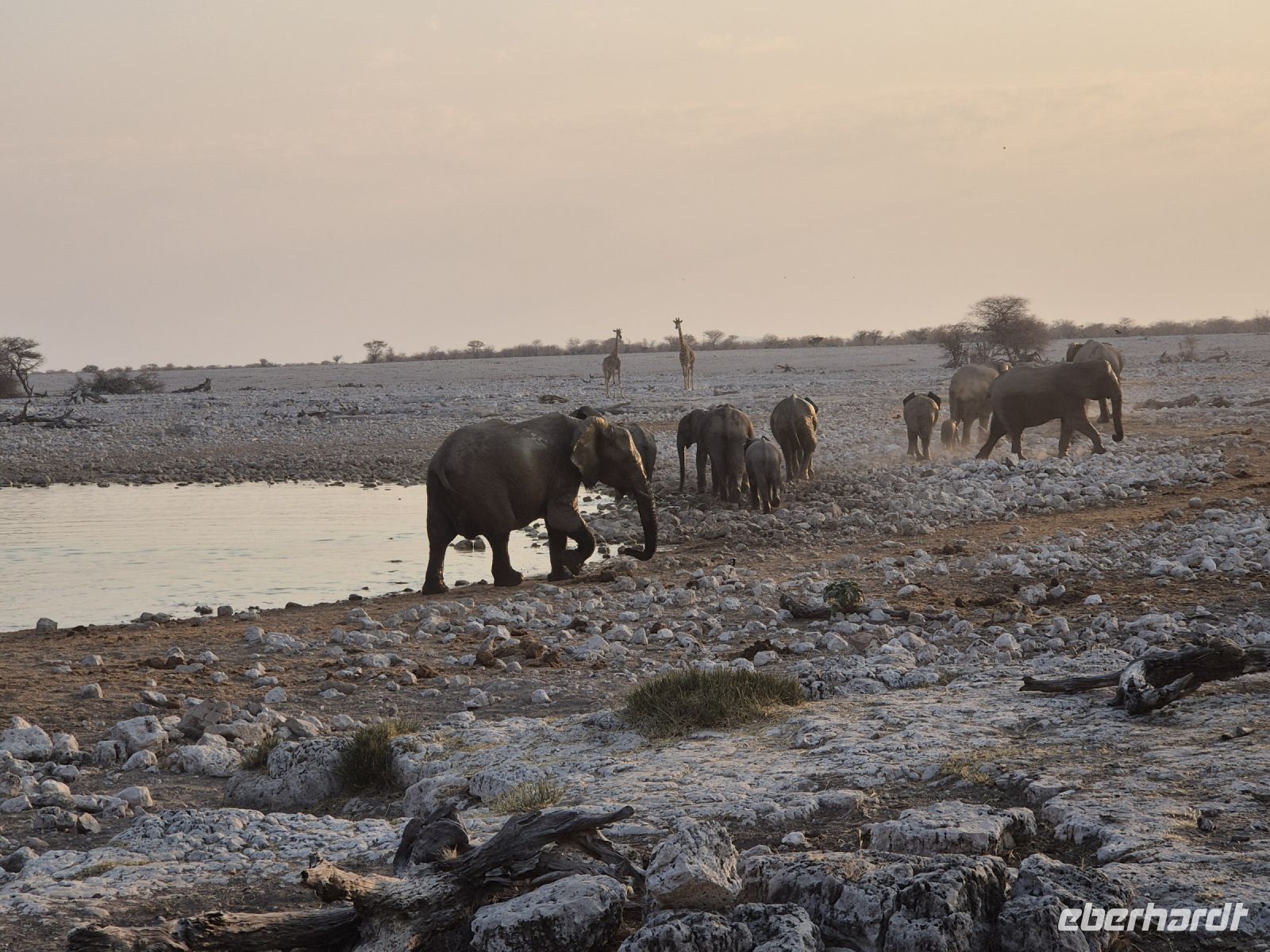 Tag 12 - Etosha NP VI &ndash; &copy; Jana Wessendorf (Eberhardt TRAVEL)