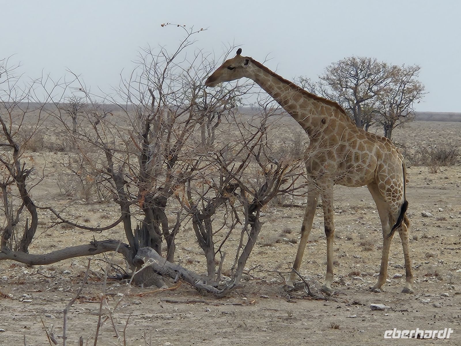 Tag 13 - Etosha NP - Eindrücke IV &ndash; &copy; Jana Wessendorf (Eberhardt TRAVEL)