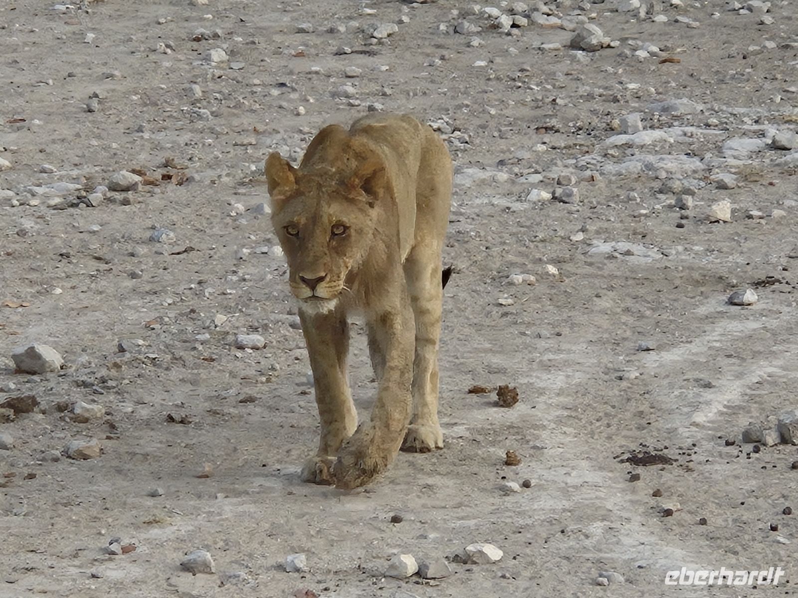 Tag 13 - Etosha NP - Eindrücke VI &ndash; &copy; Jana Wessendorf (Eberhardt TRAVEL)
