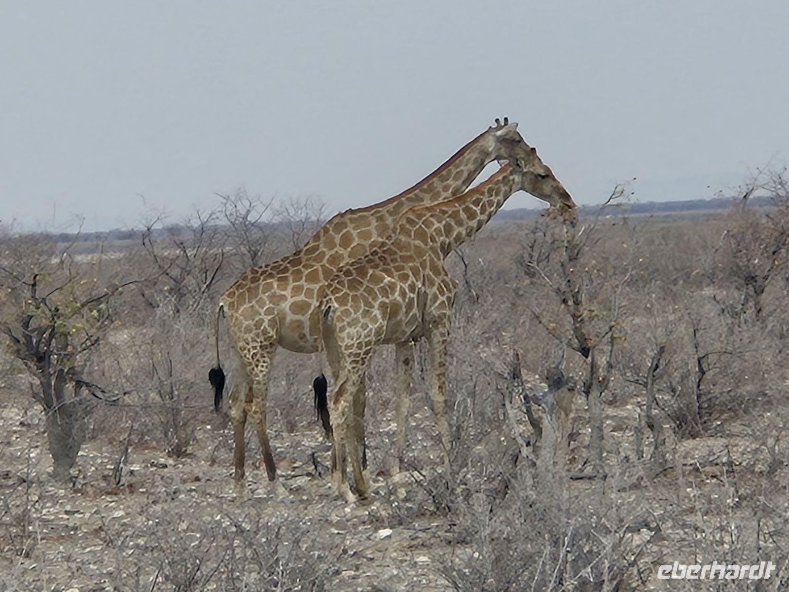 Tag 13 - Etosha NP - Eindrücke X &ndash; &copy; Jana Wessendorf (Eberhardt TRAVEL)