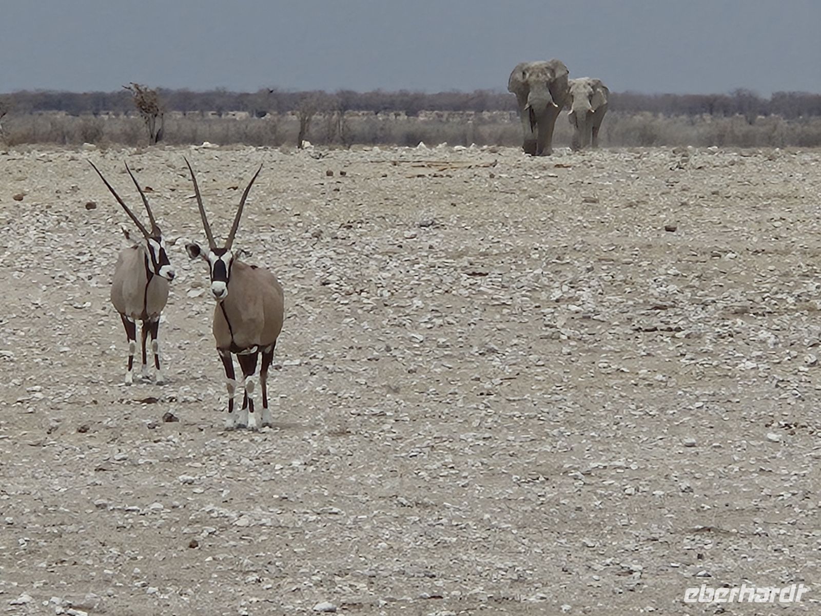 Tag 13 - Etosha NP - Eindrücke XI &ndash; &copy; Jana Wessendorf (Eberhardt TRAVEL)