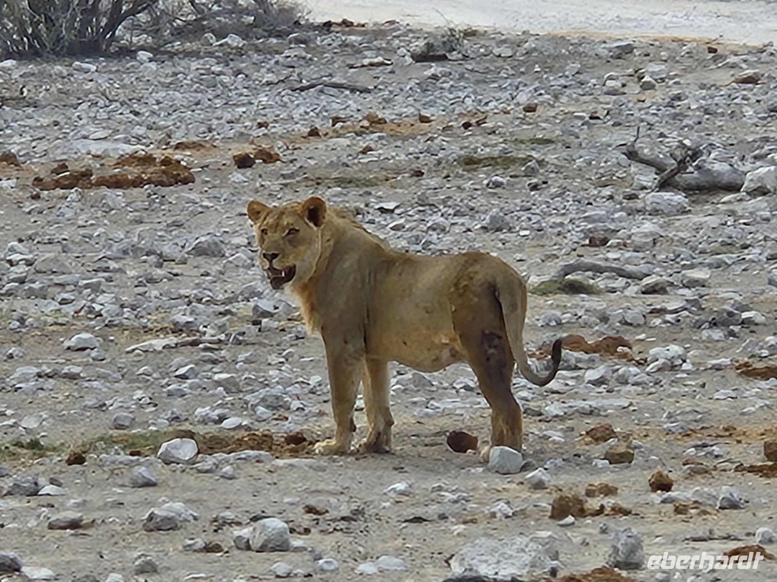 Tag 13 - Etosha NP - Eindrücke XV &ndash; &copy; Jana Wessendorf (Eberhardt TRAVEL)