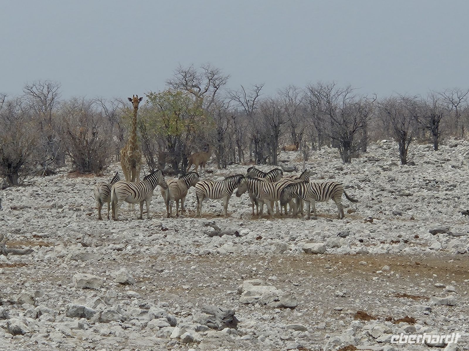 Tag 13 - Etosha NP - Eindrücke XVI &ndash; &copy; Jana Wessendorf (Eberhardt TRAVEL)