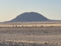 Tag 6 - Wildpferde bei aus - vor dem Dicken Wilhelm &ndash; &copy; Jana Wessendorf (Eberhardt TRAVEL)