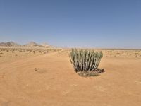 Tag 9 - Natur in der Wüste - Giftiges Wolfsmilchgewächs &ndash; &copy; Jana Wessendorf (Eberhardt TRAVEL)