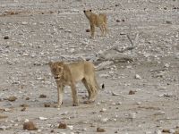 Tag 13 - Etosha NP - Eindrücke V &ndash; &copy; Jana Wessendorf (Eberhardt TRAVEL)